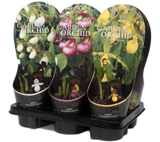 Венерины Башмачки Frosch  весна и осень 2022