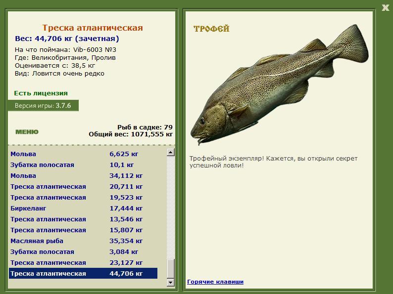 Треска атлантическая 