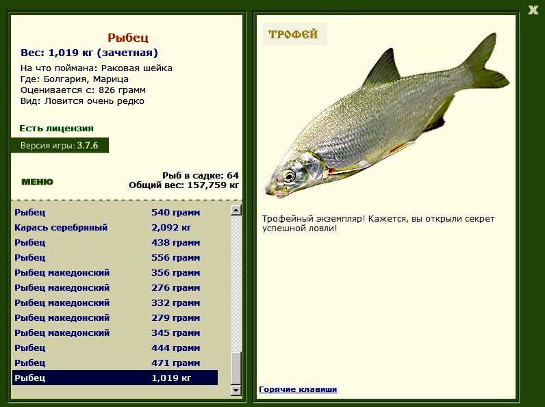 Рыбец 