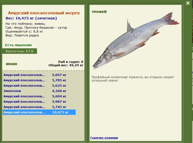 Амурский плоскоголовый жерех 