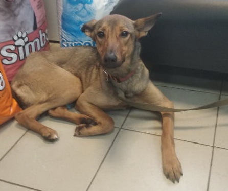 ка с 10.03.2021) • Финансовые отчеты животных ВОЛОНТЕРОВ