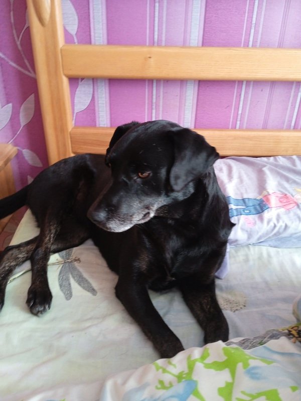  беременная подмашинница с переломами • Счастливые хвосты