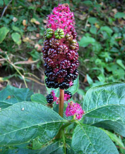Лаконос (фитолакка) – чудесное и удивительное растение