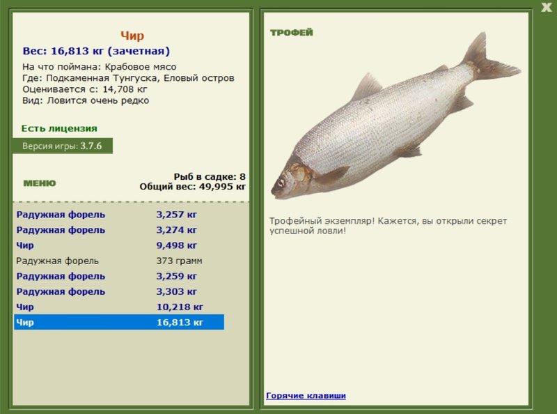 Чир 