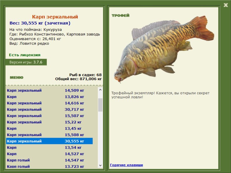 Карп зеркальный 