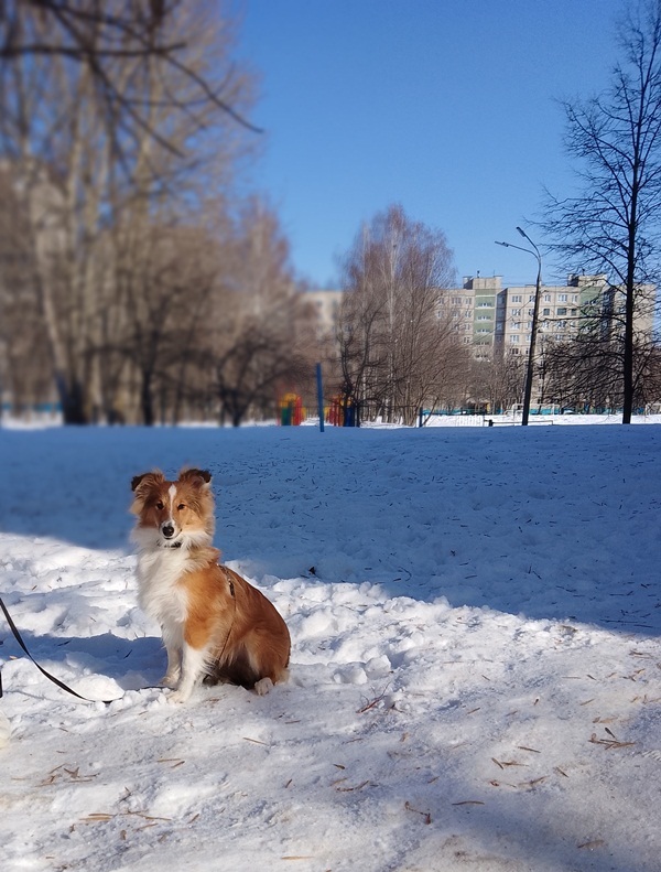 Ищу щенка шелти