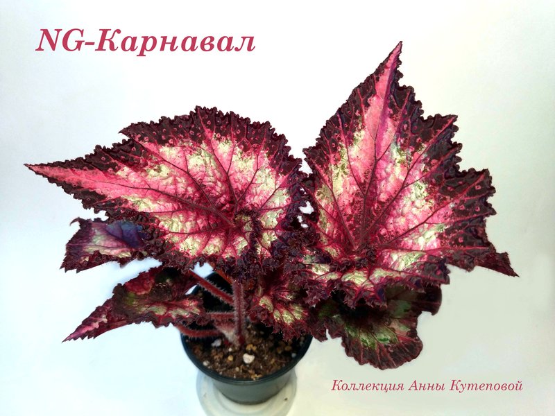 Бегония карнавал фото и описание