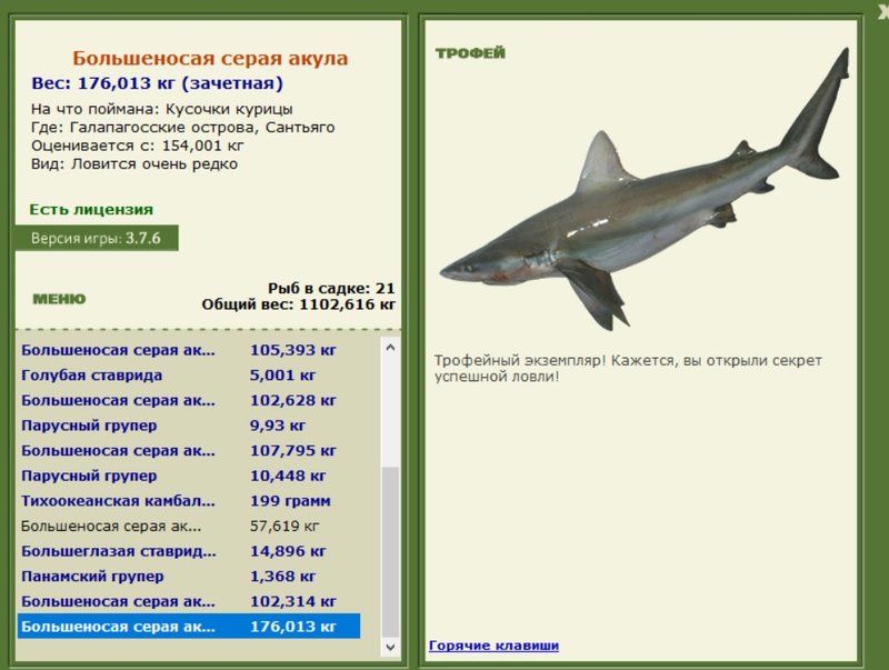 Большеносая серая акула 