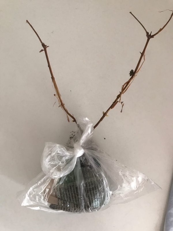 22/Kusibab (жимолость садовая и др.)