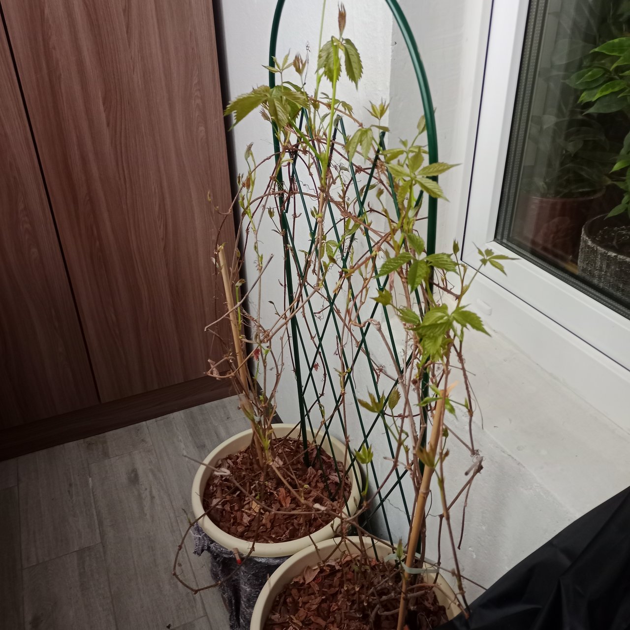  Про помидоры .