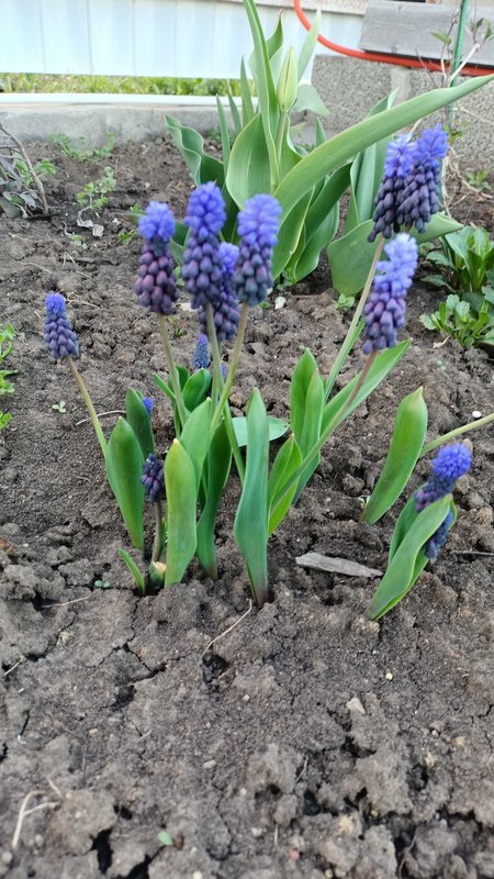 Мускари (Гадючий лук, Мышиный гиацинт)