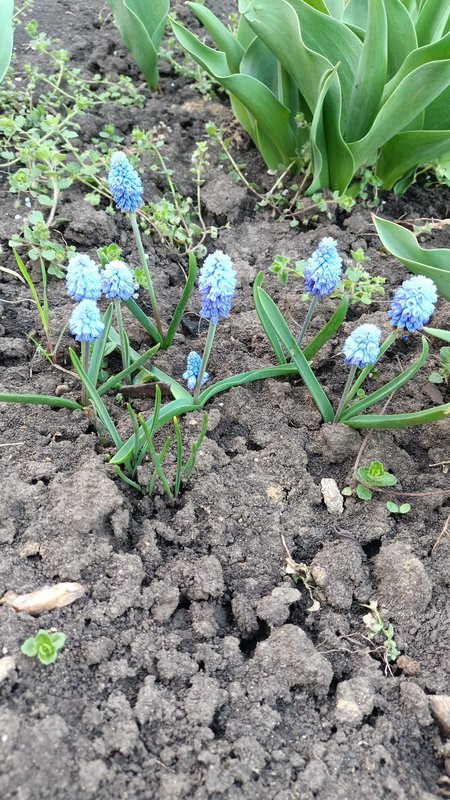 Мускари (Гадючий лук, Мышиный гиацинт)