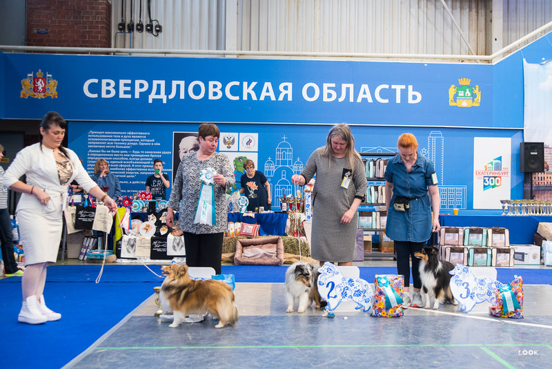 Календарь выставок шелти на 2020 год