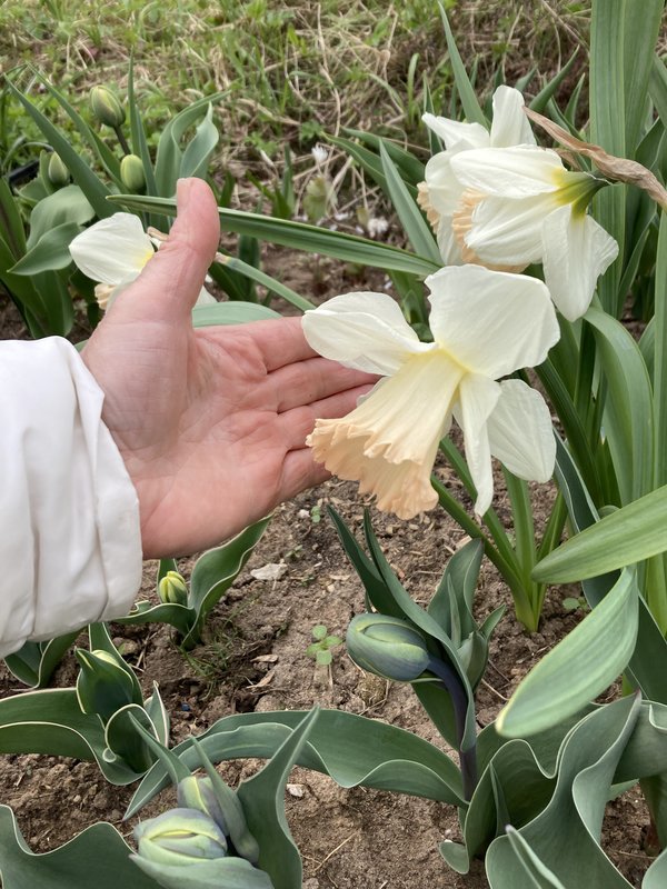 Нарцисс Гибридный