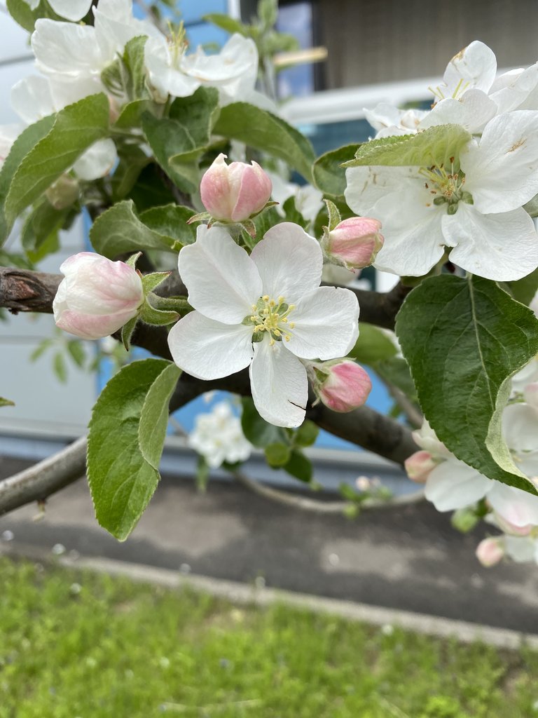  Весенние денечки