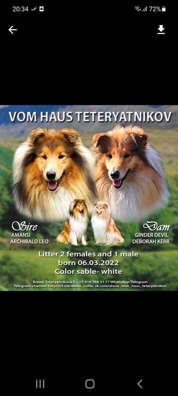 ФОРУМ ЛЮБИТЕЛЕЙ КОЛЛИ И ШЕЛТИ 