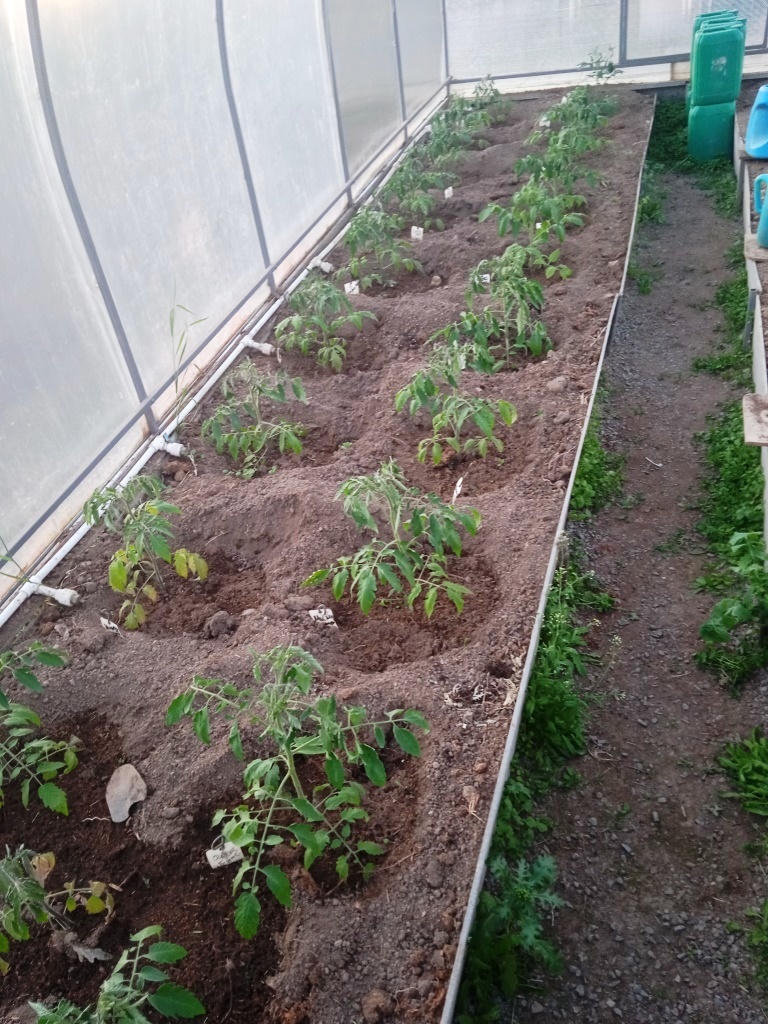  Про помидоры .