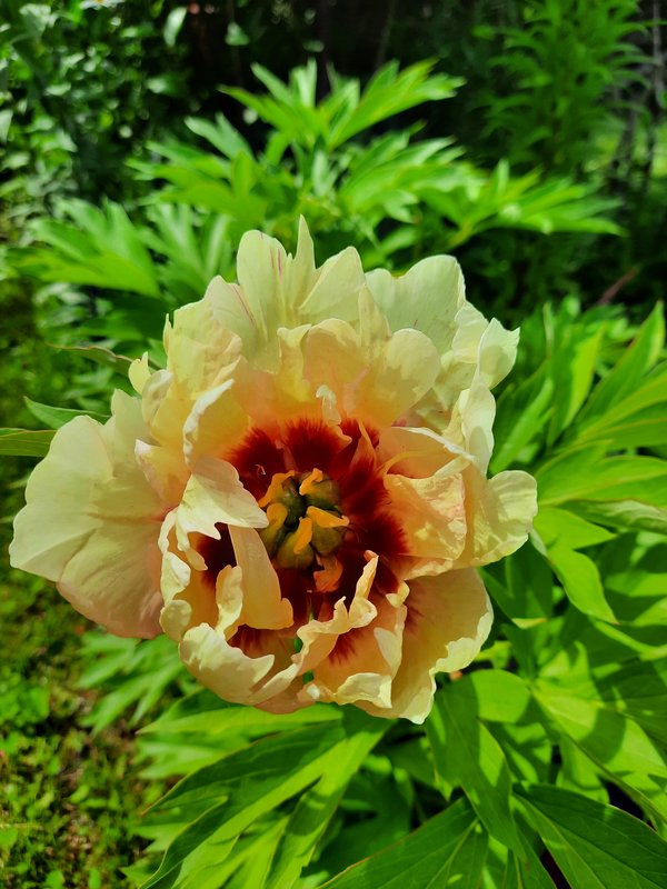 Пионы ИТО-гибриды: сорта, выращивание и агротехника