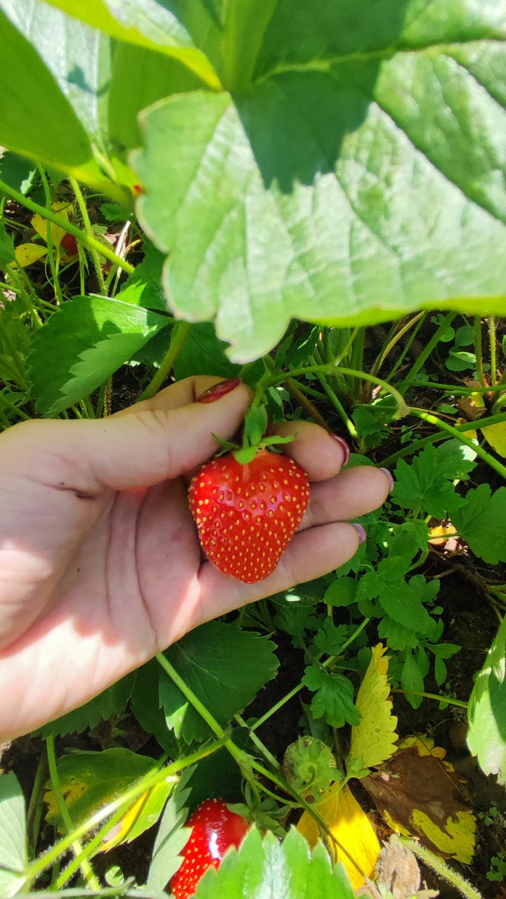Обсуждение земляничных закупок, разговор о сортах земляники