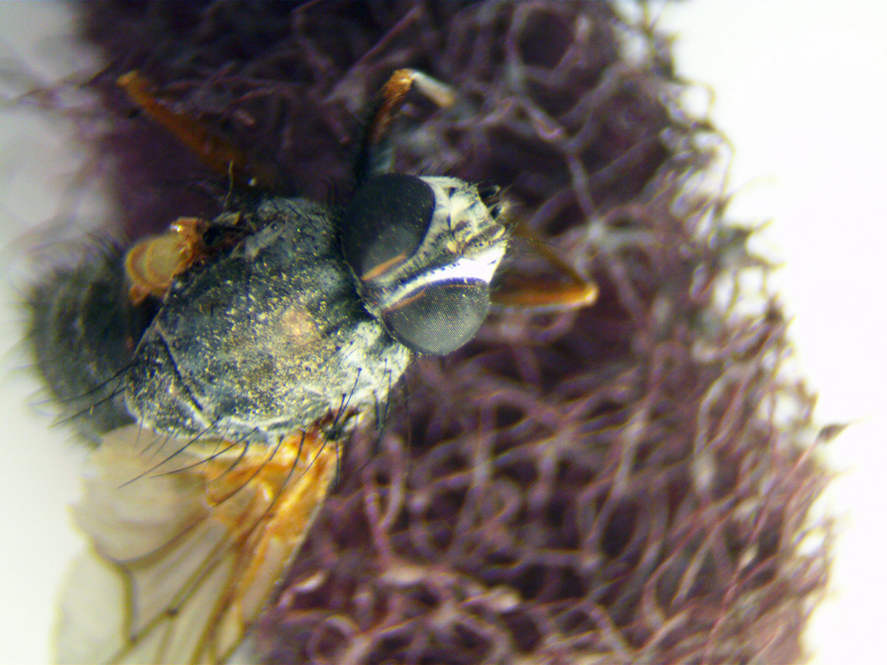 Микроскоп с большим рабочим расстоянием из подручных средств