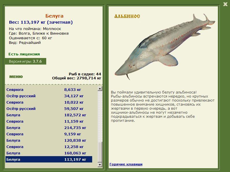 Белуга 