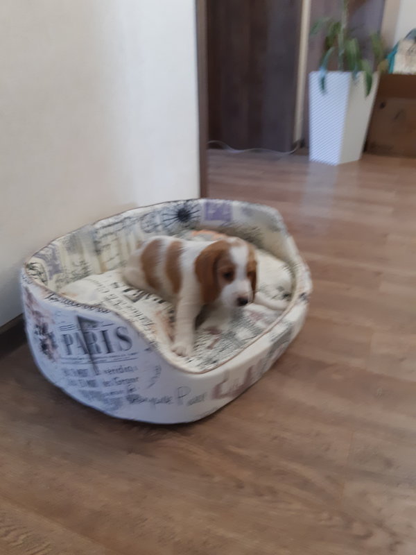  Страница 16 - hunt72.ru | КЛУБ ОХОТНИКОВ СИБИРИ (ТЮМЕНЬ, ХМАО-Югра, ЯНАО)