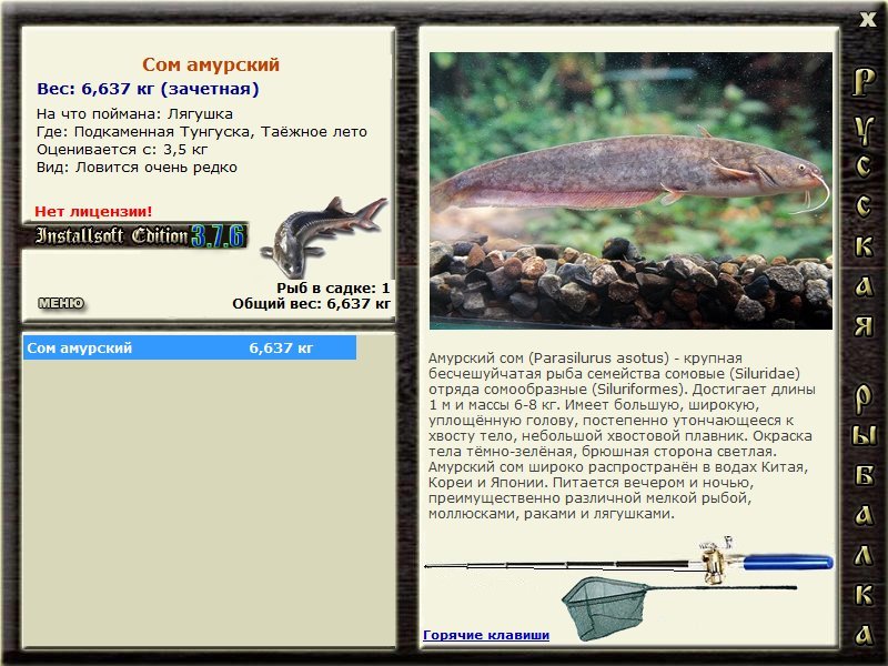 Таёжное лето 
