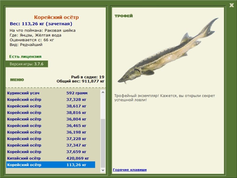 Корейский осётр 