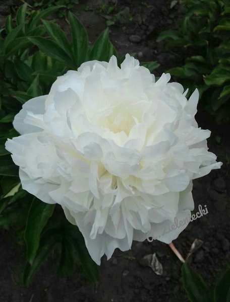 Пионы на осень '22