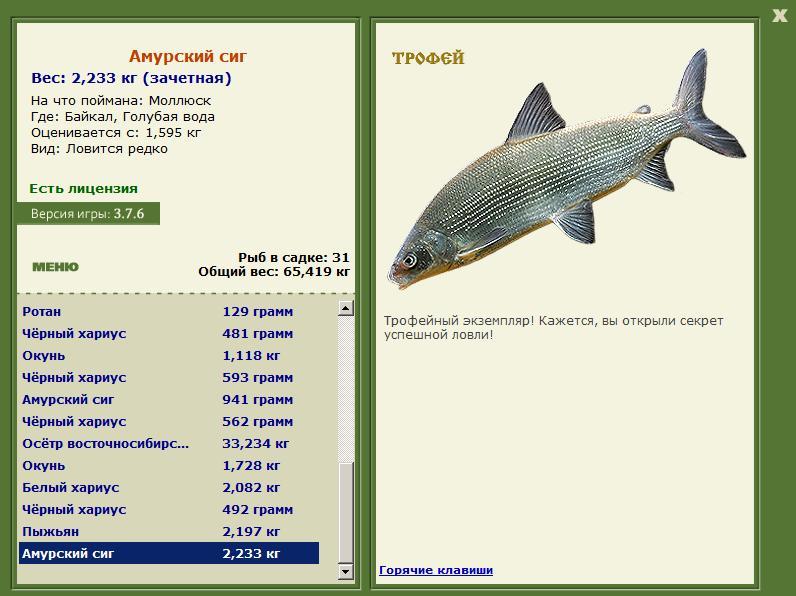 Амурский сиг 