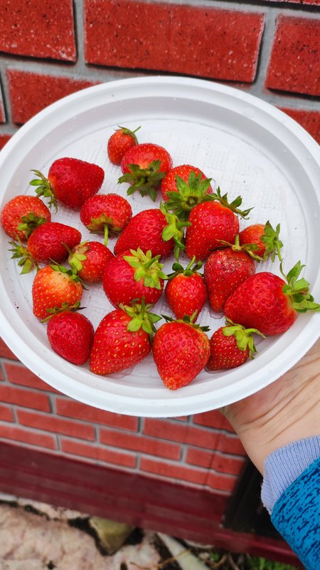 Обсуждение земляничных закупок, разговор о сортах земляники