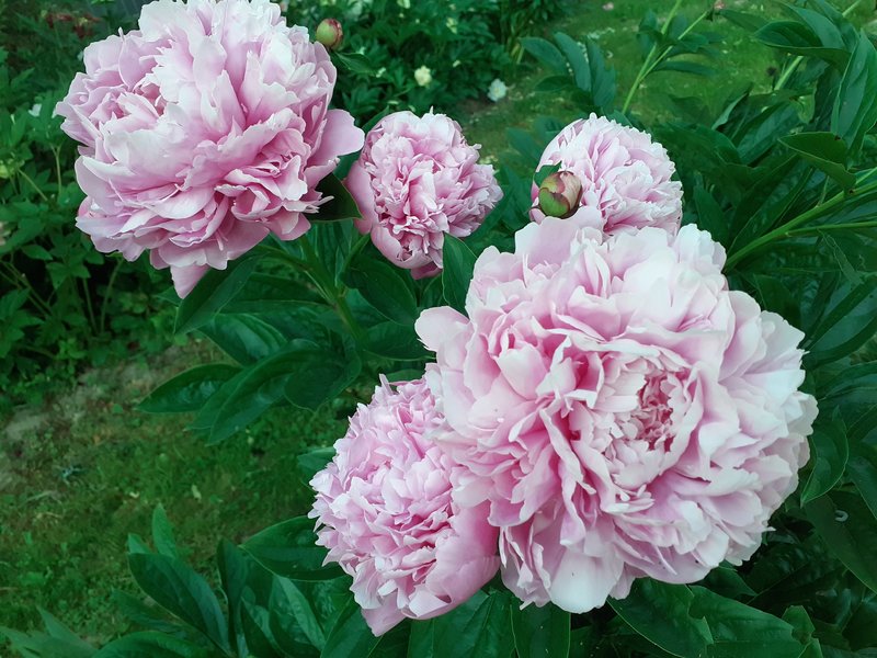 Немного излишков растюх.