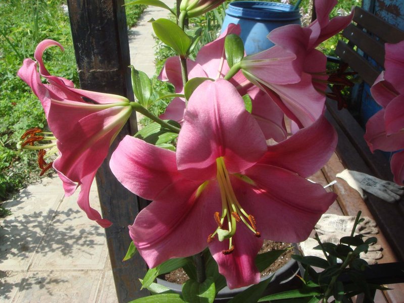 23/Плантмаркет - лилии и хосты окс