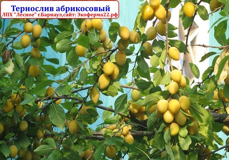 Ищу новые гибриды косточковых