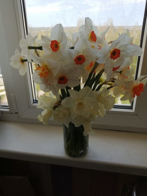 Продам высокорослые нарциссы