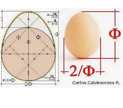 Чертеж яйца с размерами