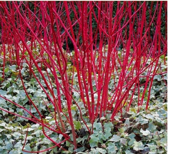 Молодой посадочный. Германия, весна 23