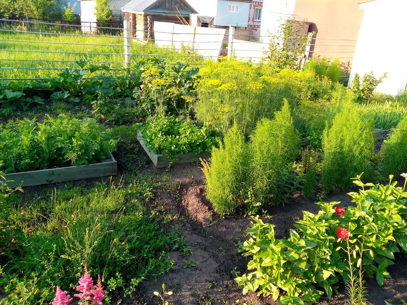  Про помидоры .