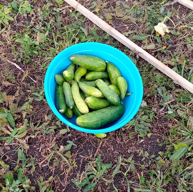  Про помидоры .