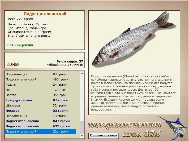 Маджиоре 
