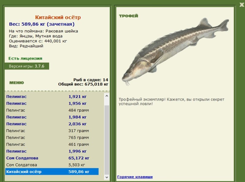 Китайский осётр 