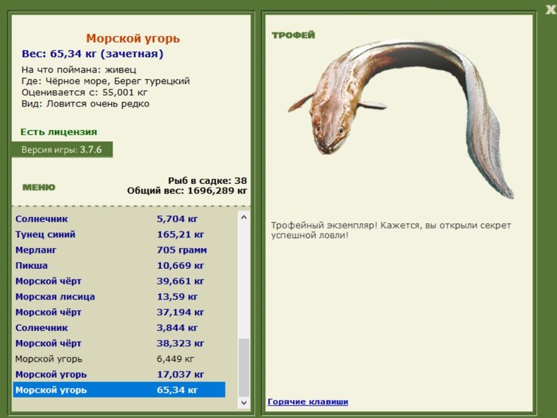 Морской угорь 