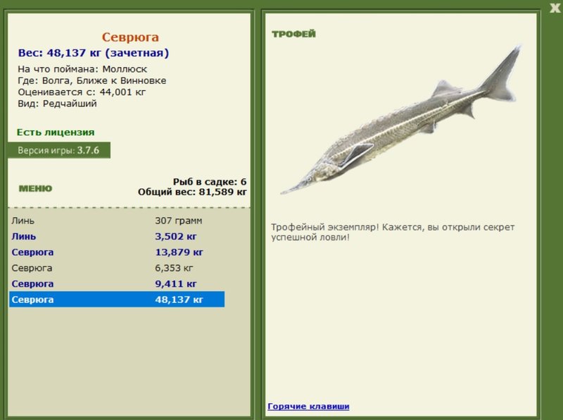 Севрюга 