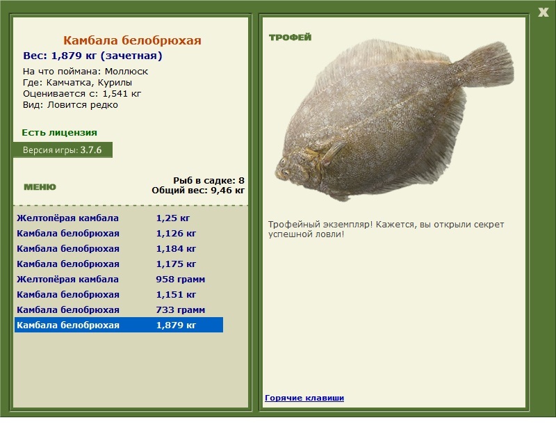 Камбала белобрюхая 