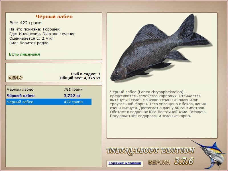 Быстрое течение 