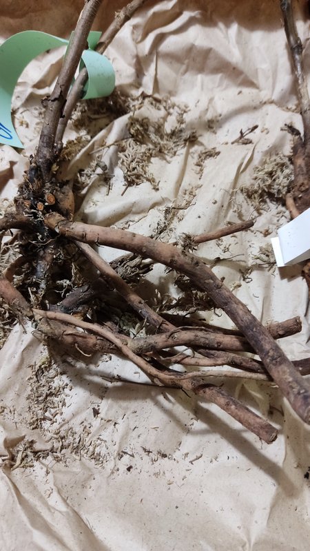 Древовидные пионы из Китая через Подворье