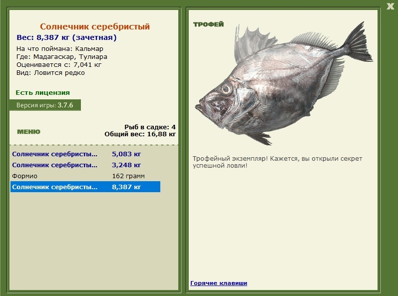 Солнечник серебристый 