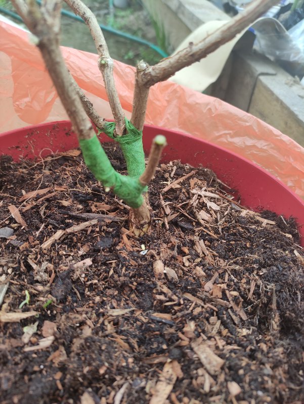 Гортензии из разных питомников на весну 2023