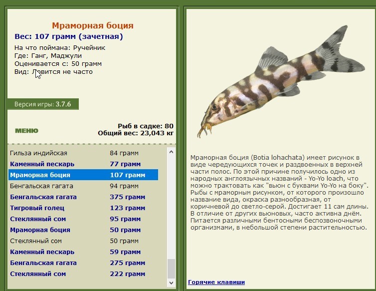 Маджули 