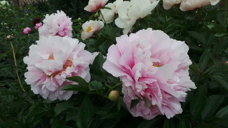 Пионы на осень 2023г (Москва)